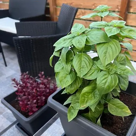 Ikarus Rhodes Center Daire *